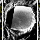 In Chesterton's permanent shadow