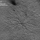 Seasonal changes of araneiforms (