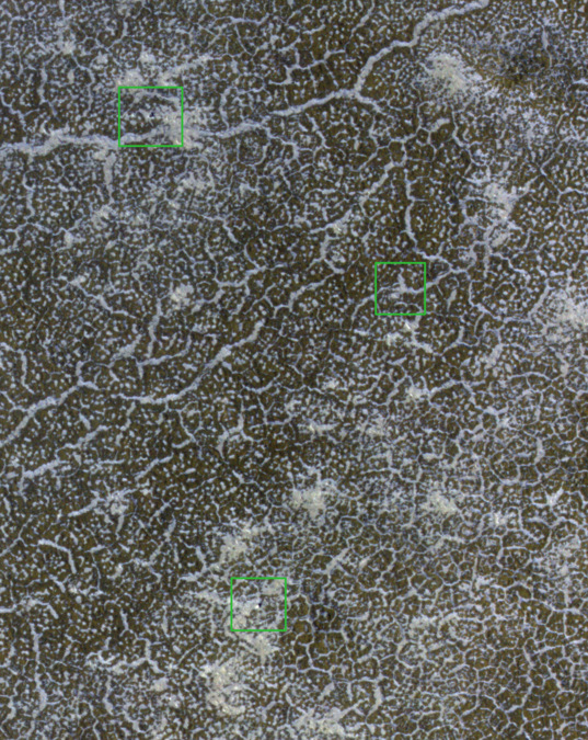 Phoenix landing site monitoring from HiRISE: January 6, 2010