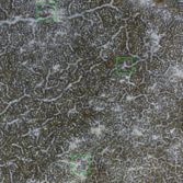 Phoenix landing site monitoring from HiRISE: January 6, 2010