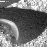 Advancing dune in Nili Patera, Mars