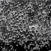 Newberries at Matijevic Hill