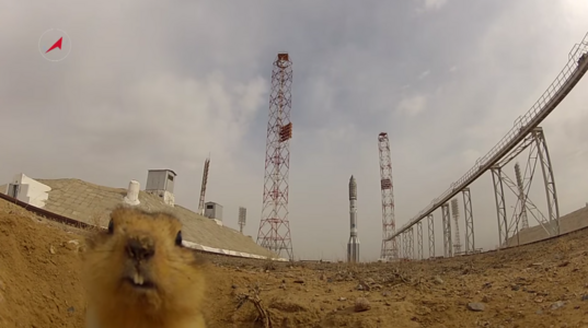 Baikonur Gopher