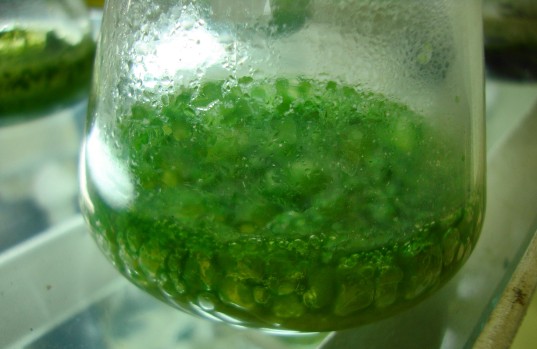 Cyanobacteria culture