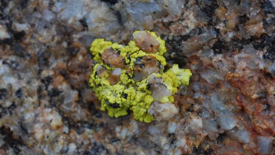 Polar Lichen