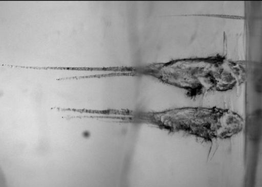 Impact tracks in aerogel
