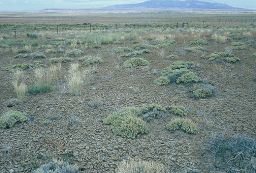 Smectite clays on Earth