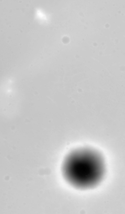 Digital Elevation Model of the Pathfinder landing site