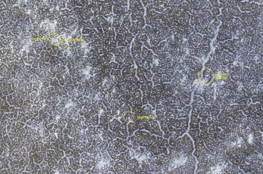 Phoenix landing site monitoring from HiRISE: January 6, 2010