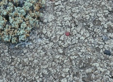 Smectite on Earth