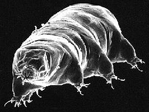Water Bear