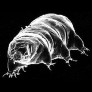 Water Bear