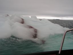 Trapped sediment