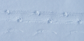 Penguin tracks in the snow.
