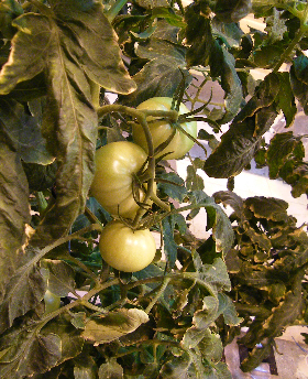 Antarctic brand tomatoes