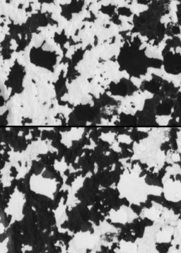Iapetus: Black on white or white on black?
