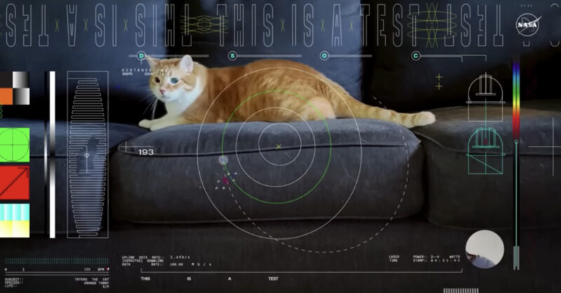 Laser pointer + cat = science - Vimarsana News