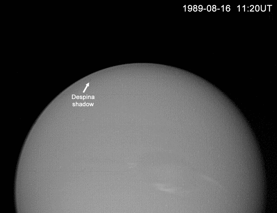Despina and Thalassa transiting Neptune