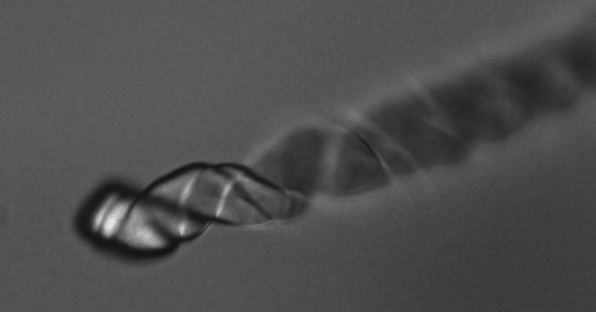 Growing biomorph | The Planetary Society