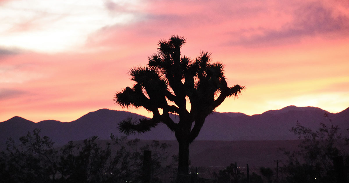 Joshua tree sunset The Society