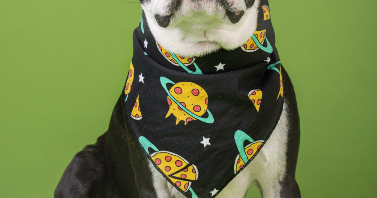 Pizza dog bandana best sale