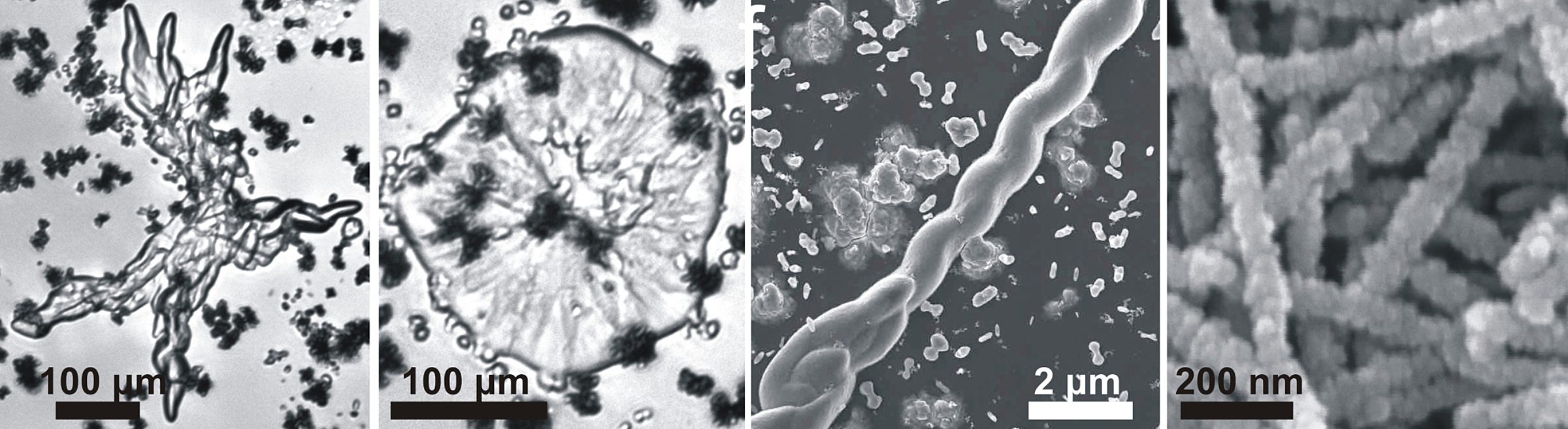 Purely inorganic “biomorphs” grown from the… | The Planetary Society