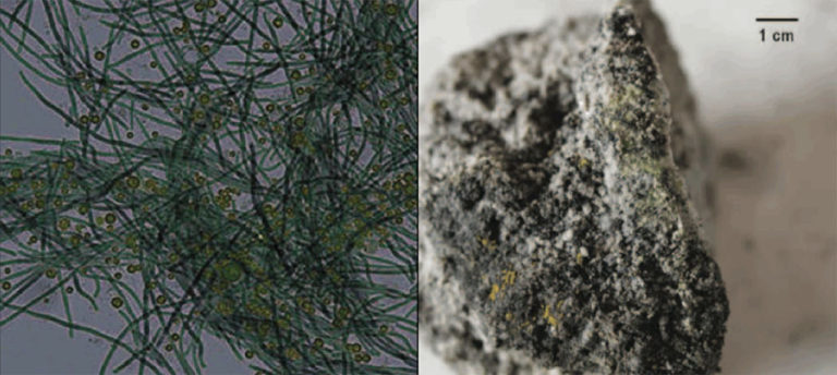 Microbes exist deep inside Earth’s craters.… | The Planetary Society