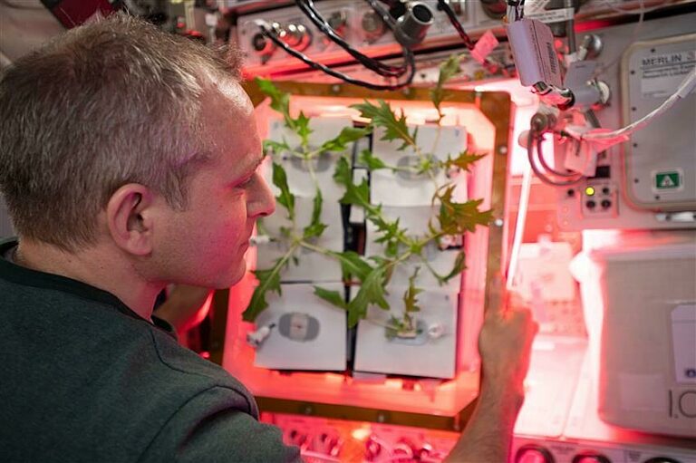 plant experiments on the iss