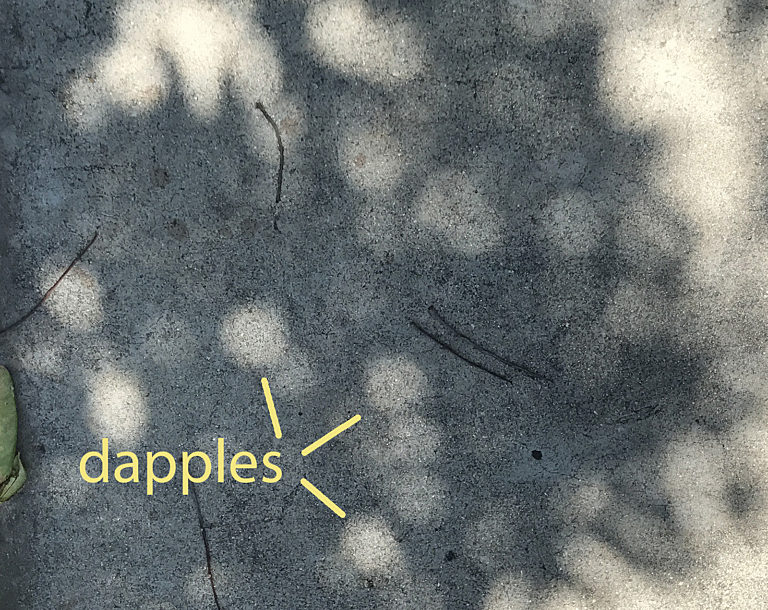 Dappled shade | The Planetary Society